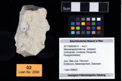 Foto (Objekt + Etikett) von Mesoparapylocheles sp.  (NHMW-GEO-2017-0093-0015)